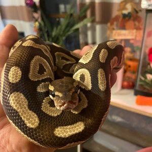 Meet your Posher, Marcus